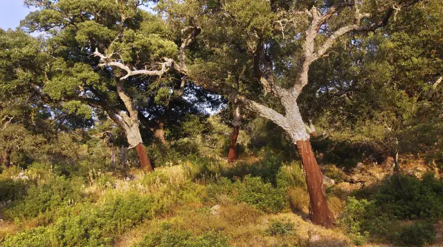 Alcornoques. Parque natural